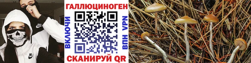 Купить закладки  Севск  Галлюциногенные грибы ЛСД 